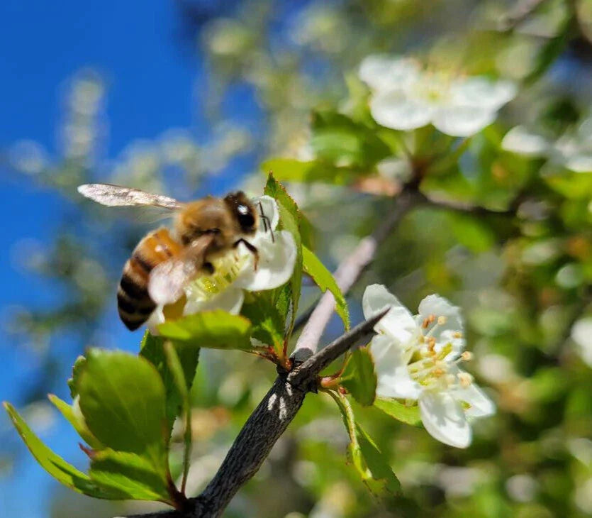 littlehip hawthorn flower seeds