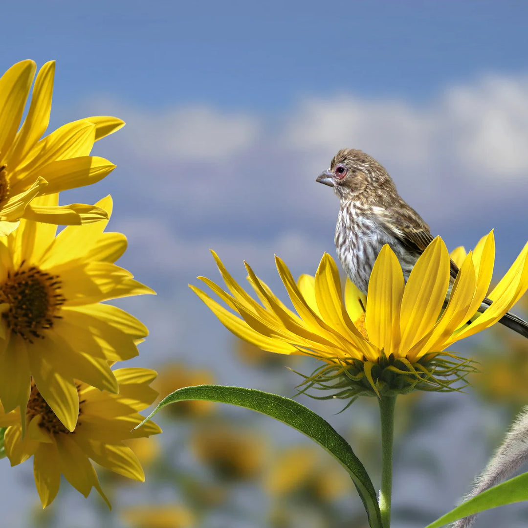 compass plant flower seeds