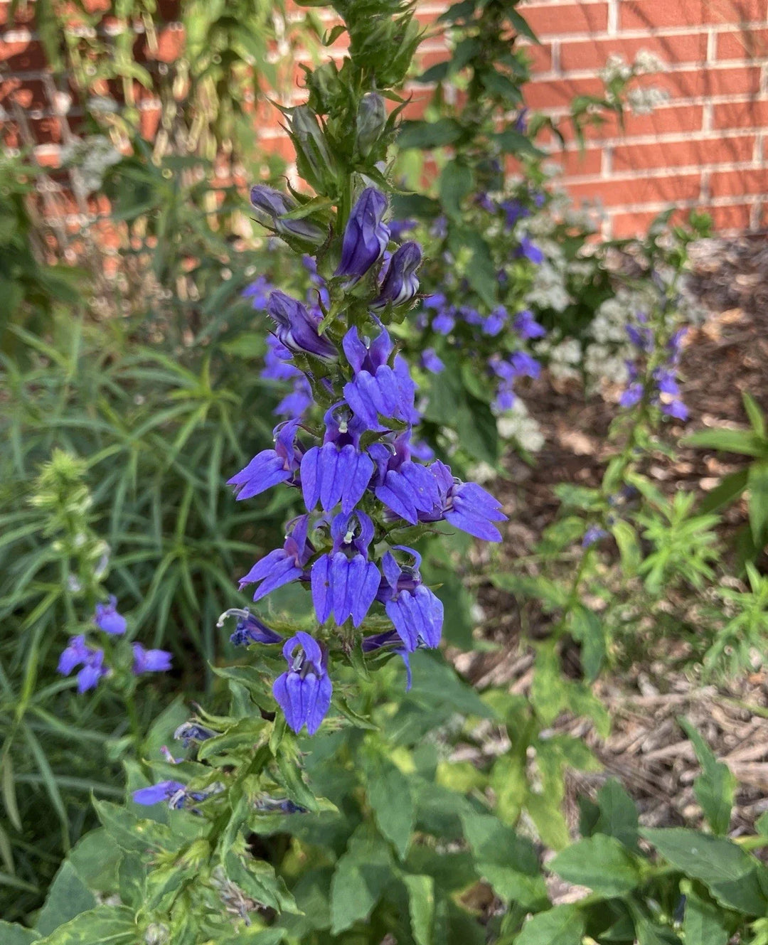 blue blue flower seeds