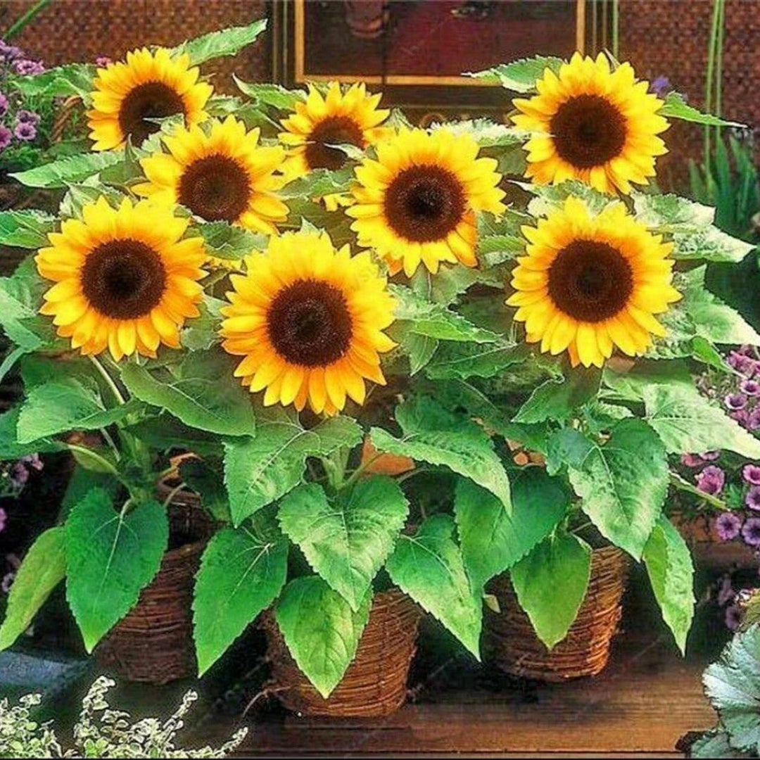 sunspot dwarf flower seeds
