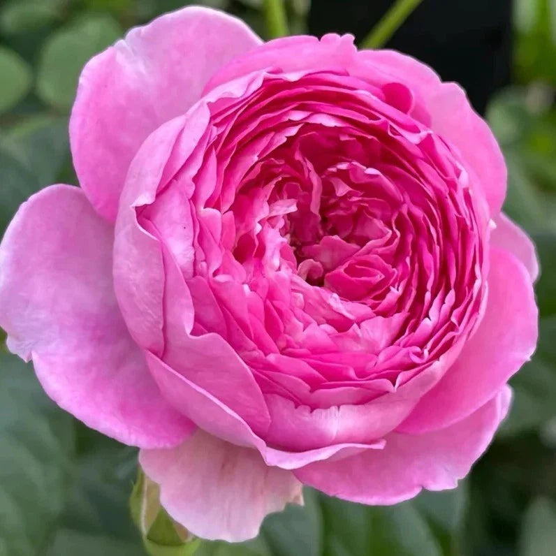 aunt margy flower seeds