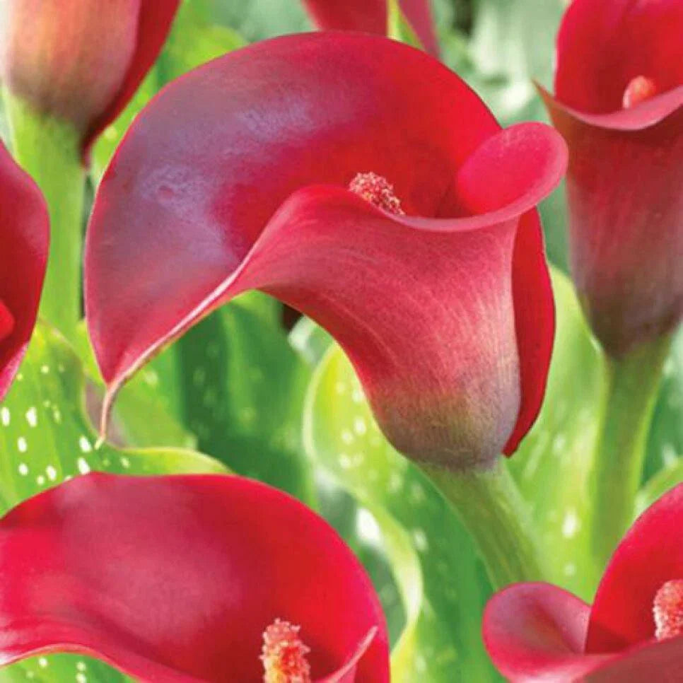 red calla flower seeds