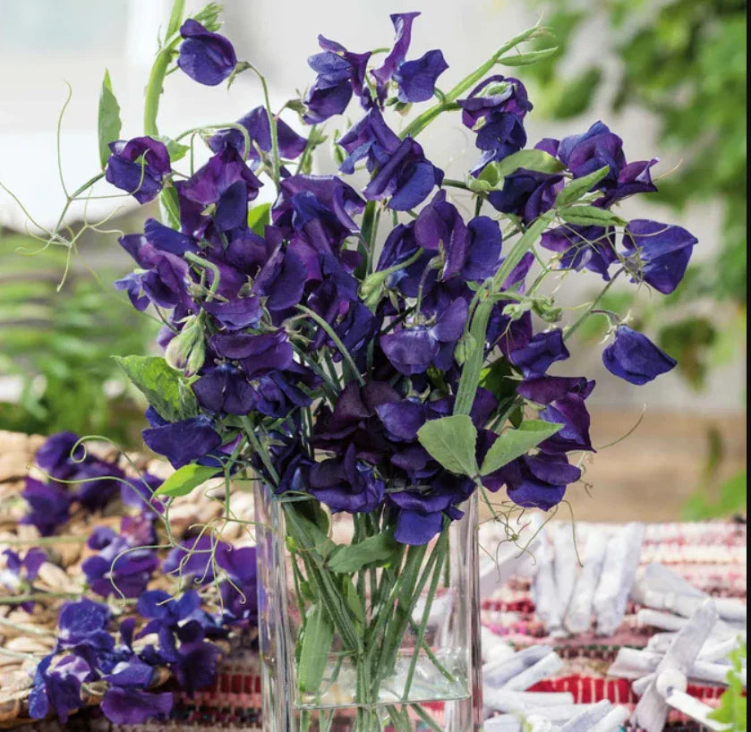 blue sweet flower seeds