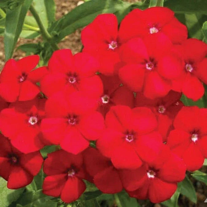 red phlox flower seeds