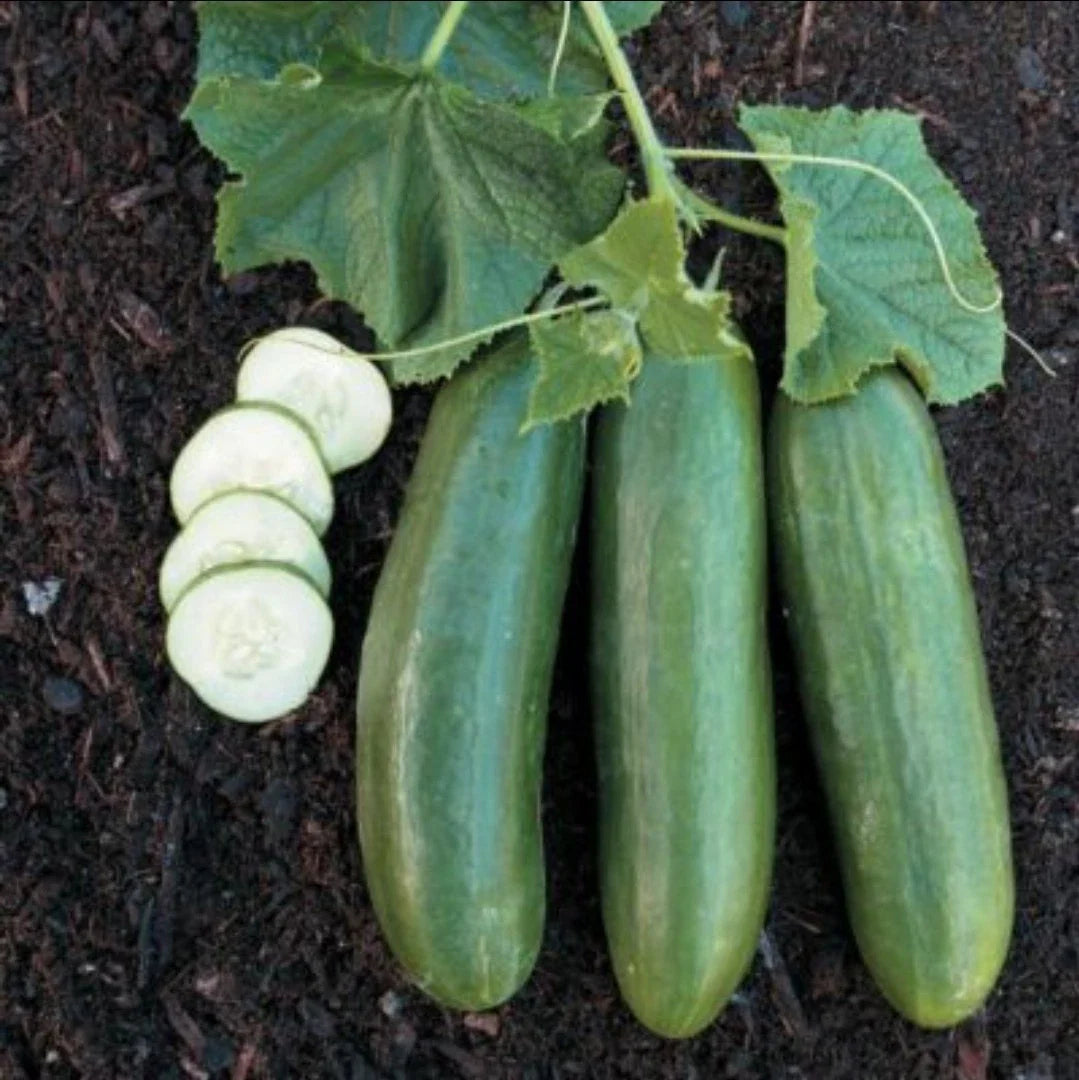 spacemaster cucumber flower seeds