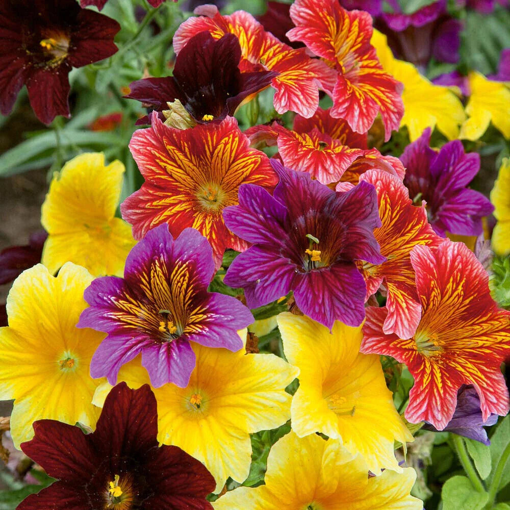 ez annual flower seeds