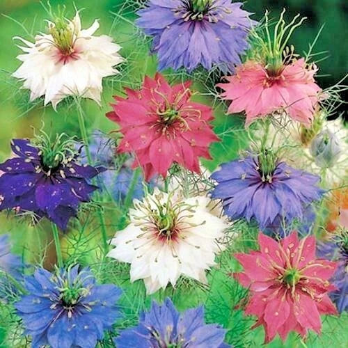 love in flower seeds