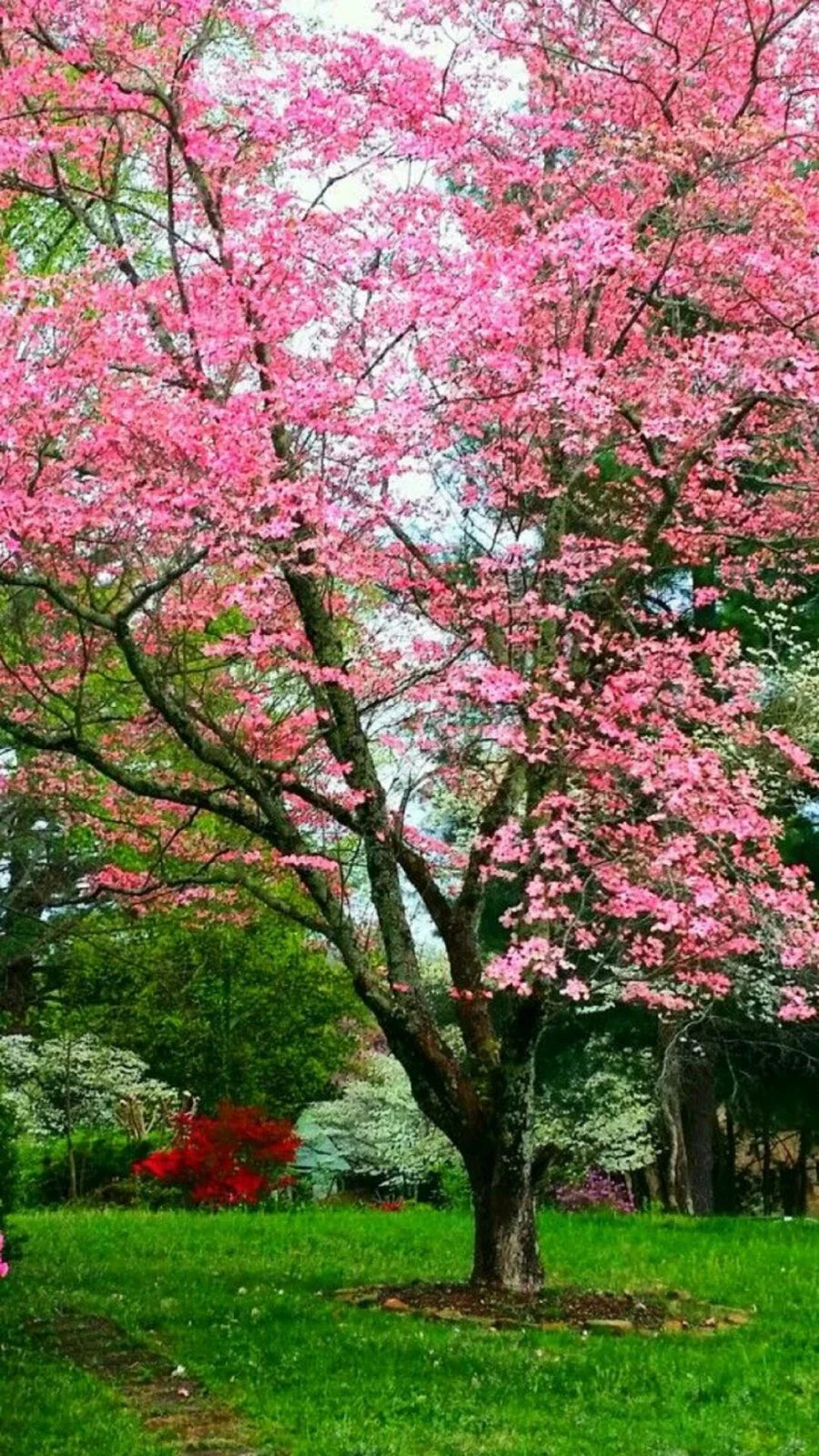 princess tree flower seeds