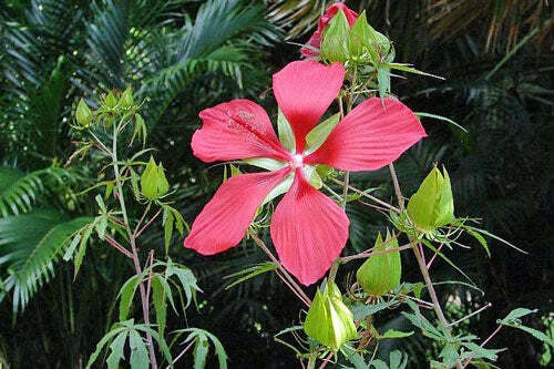 red hibiscus flower seeds