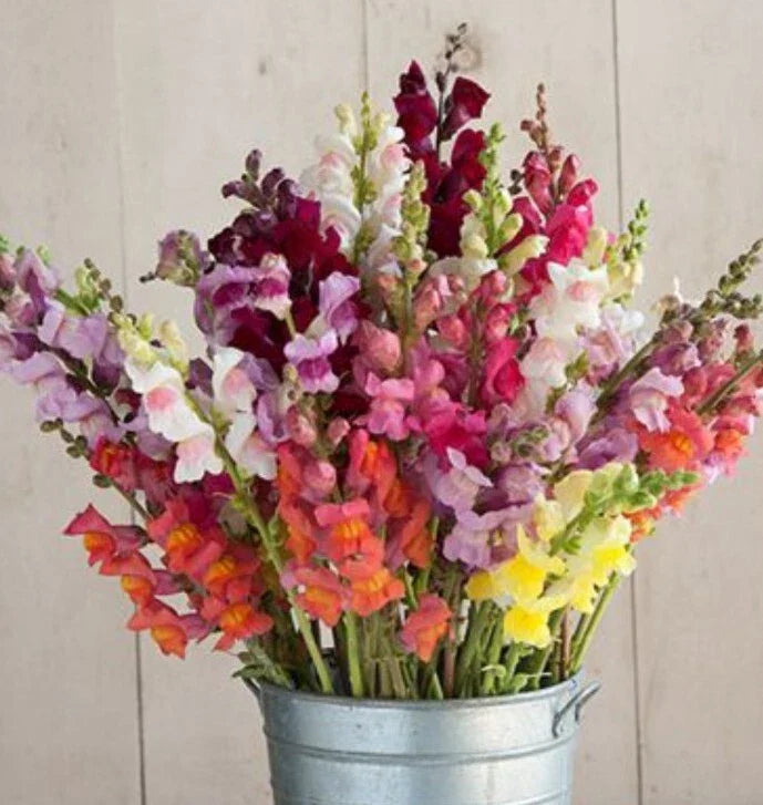 snapdragon potomac flower seeds