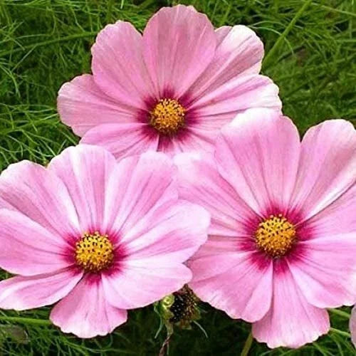 cosmos gloria flower seeds