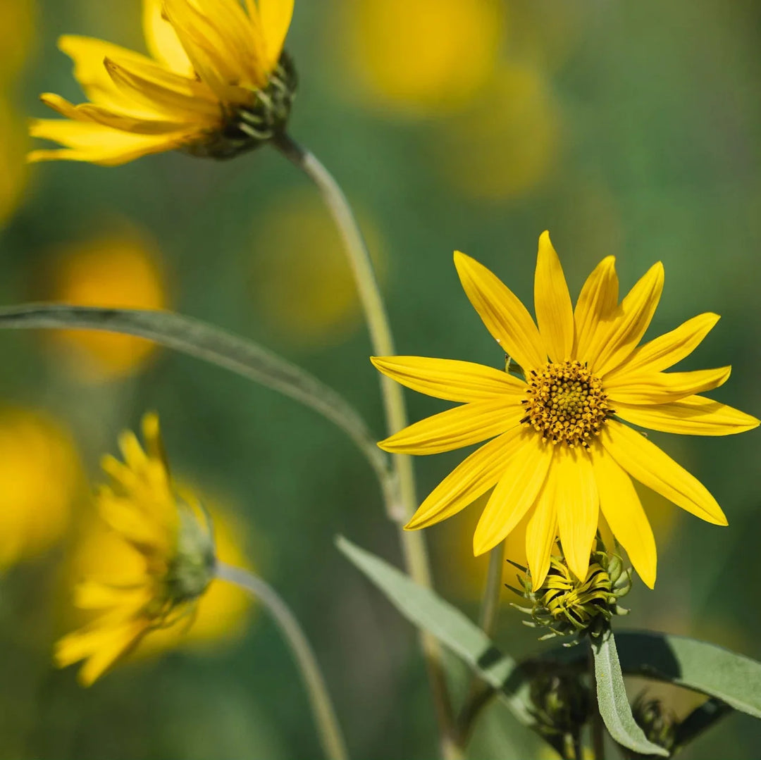 western sunflower flower seeds