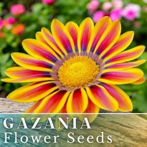 gazania for flower seeds