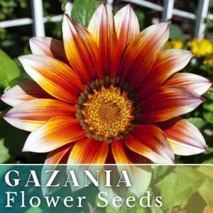 gazania for flower seeds