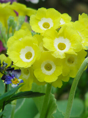 Auricula Flower Seeds Yellow for Planting – Heirloom Non-GMO High Germination Organic Seeds