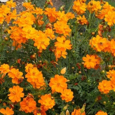 orange cosmos flower seeds