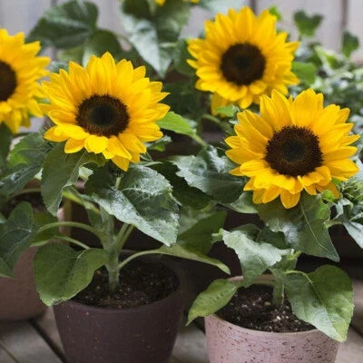 dwarf sunspot flower seeds