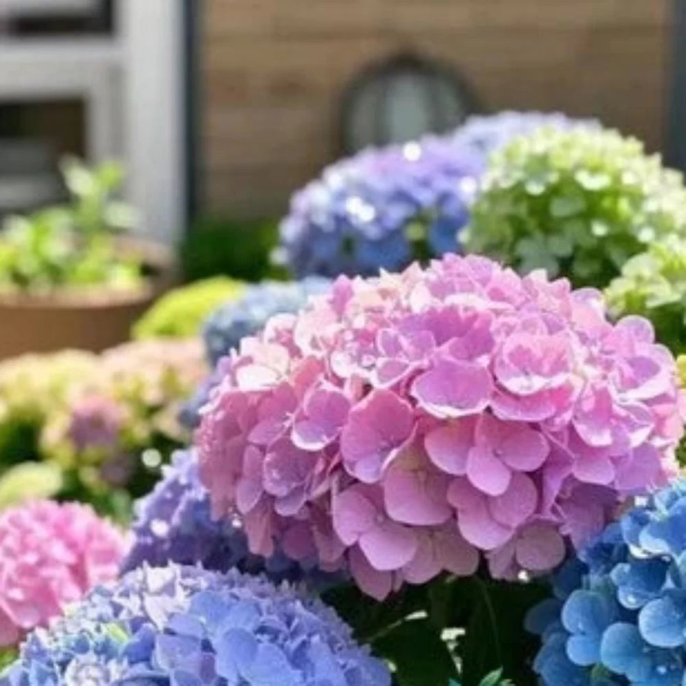 blue pink flower seeds