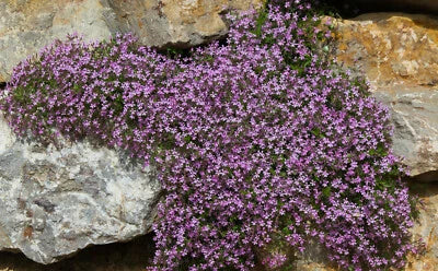 Pink Rock Soapwort Seeds for Planting