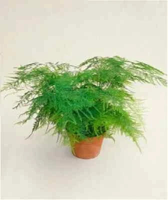 Bridal Bouquet Asparagus Fern Seeds for Planting