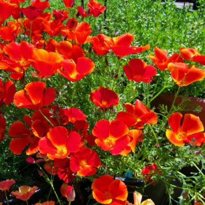 red chief flower seeds
