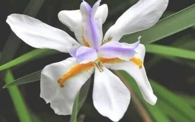 White Yellow Purple Blue Moraea Iris Seeds for Planting