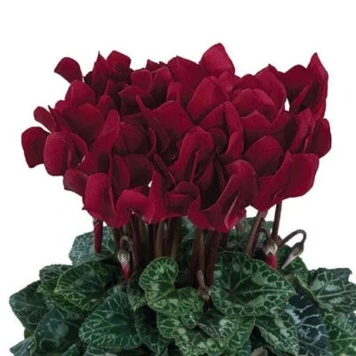 Dreamscape Deep Burgundy Cyclamen Seeds for Planting