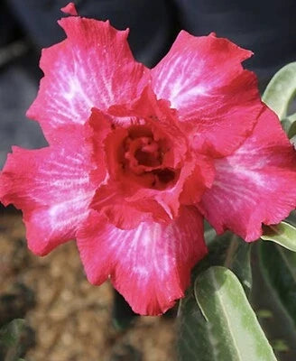 Pink Romantic Desert Rose Adenium Seeds for Planting