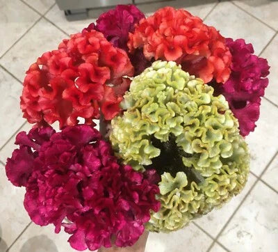 celosia cristata flower seeds