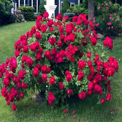 red japanese flower seeds