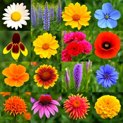 pollinator wildflower flower seeds