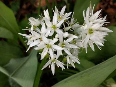 Wild Garlic (Allium ursinum) Seeds for Planting