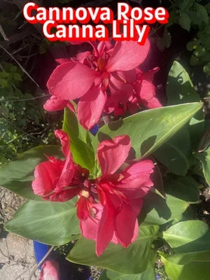 Cannova Rose Canna Lily Rhizomes for Planting Seeds for Planting