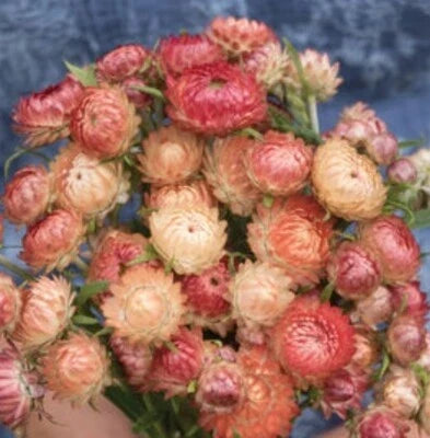 strawflower apricotpeach flower seeds