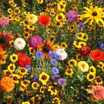 perennial wildflower flower seeds