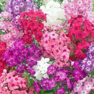 phlox dwarf flower seeds
