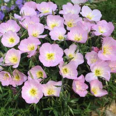 pink showy flower seeds