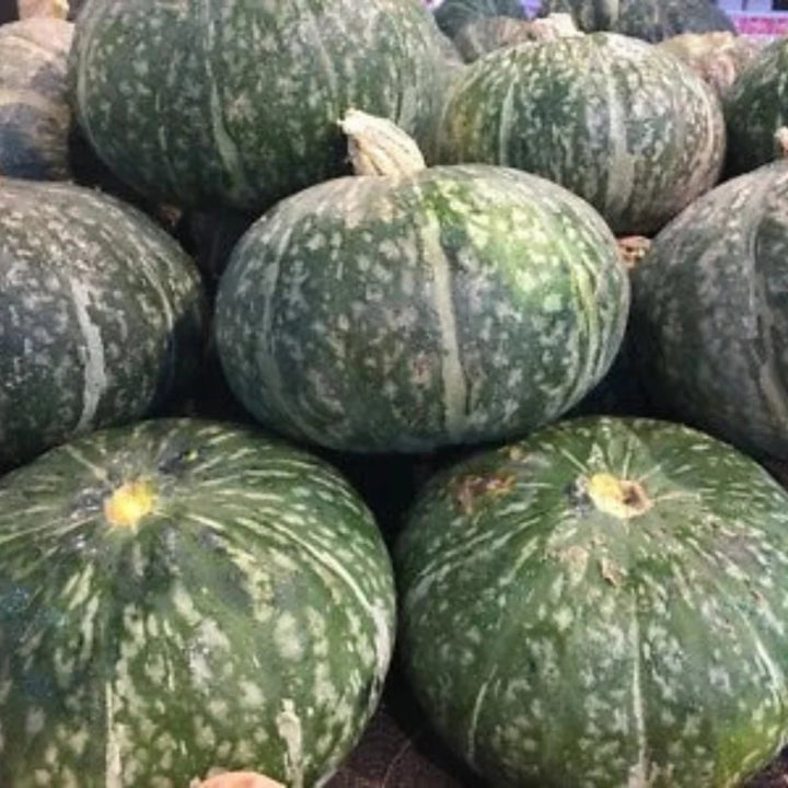 japanese kabocha flower seeds