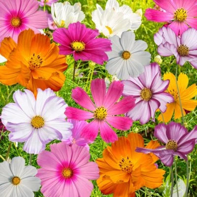 cosmos flowers flower seeds