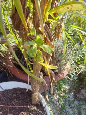 Great Mullein (Verbascum thapsus) Seeds for Planting – Organic, Heirloom, Non-GMO