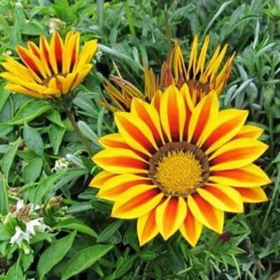 Gold Kiss Gazania Hybrid Seeds for Planting