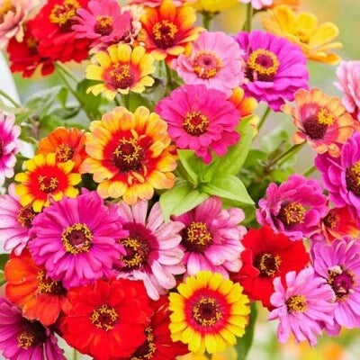 zinnia carousel flower seeds