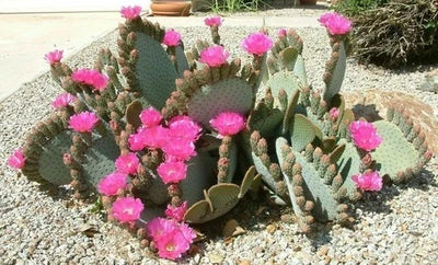 Beavertail Cactus Seeds for Planting