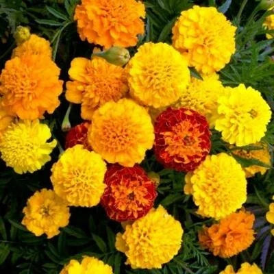 Petite Mix French Marigold Seeds for Planting