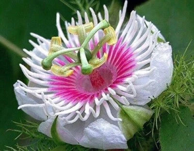 Passiflora foetida Vine Seeds for Planting