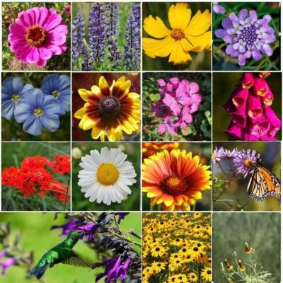 all perennial flower seeds