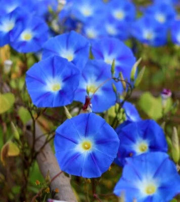 blue heavenly flower seeds
