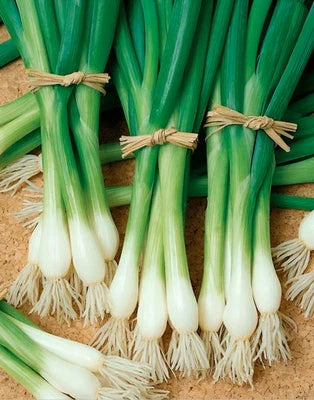 white heirloom flower seeds