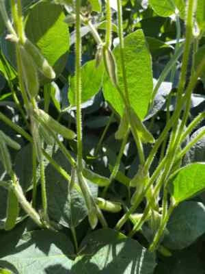 Soybean Wildlife Food Plot Seeds for Planting