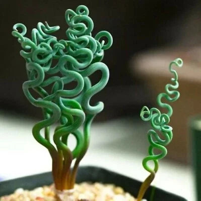 Lithops Living Stone Succulent Seeds for Planting